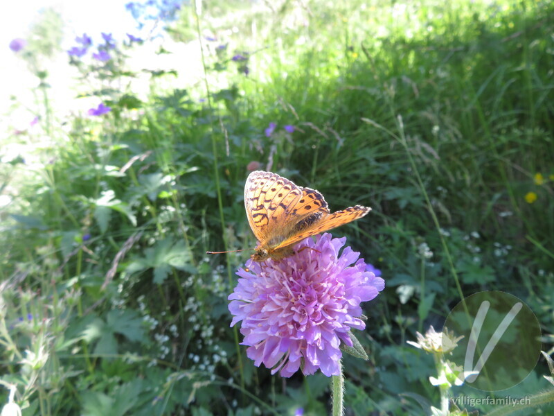 Mädesüss-Perlmutterfalter: 