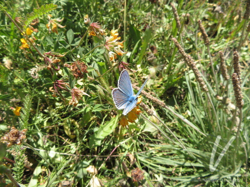 Wundklee-Bläuling: 