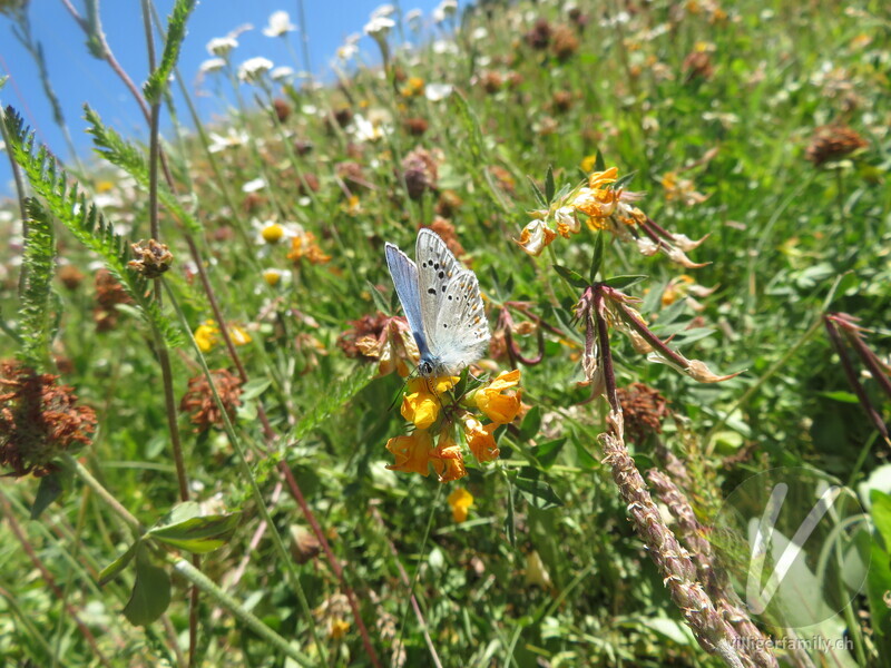 Wundklee-Bläuling: 