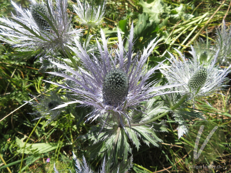 Alpen-Mannstreu: Blüten