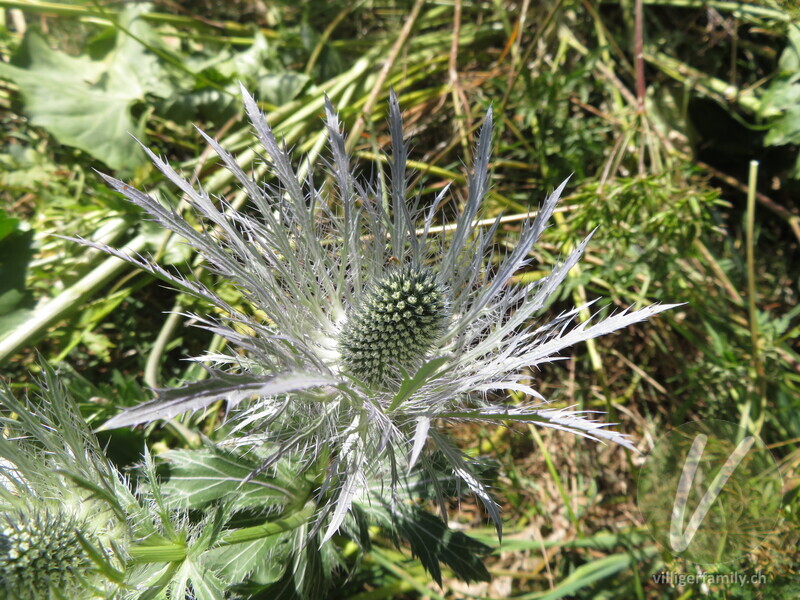 Alpen-Mannstreu: Blüten