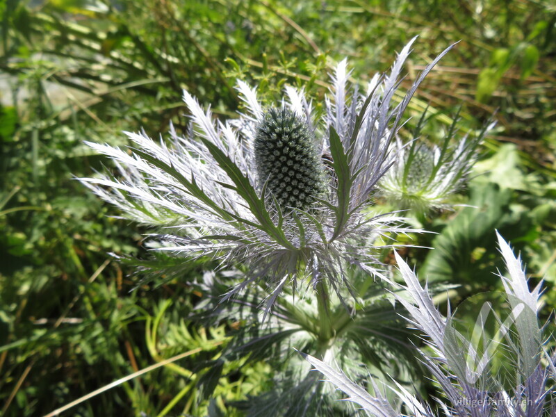 Alpen-Mannstreu: Blüten