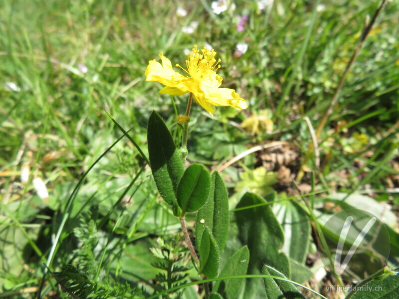 Grossblütiges Sonnenröschen: Blüten, Blätter