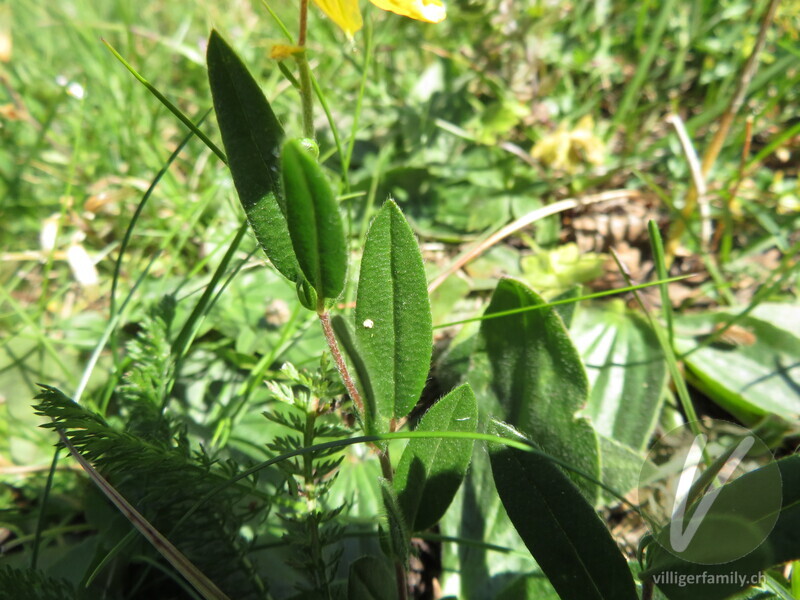Grossblütiges Sonnenröschen: Blätter, Stengel