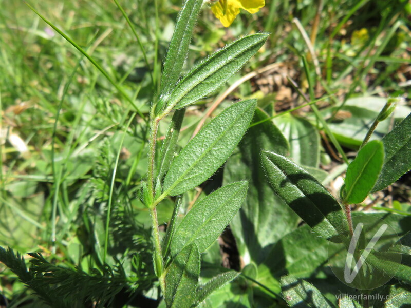 Grossblütiges Sonnenröschen: Blätter