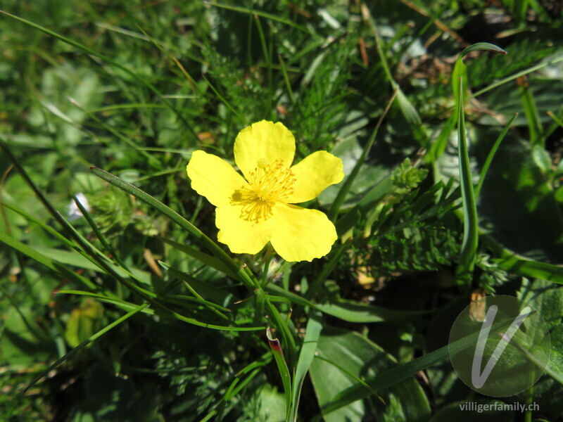 Grossblütiges Sonnenröschen: Blüten