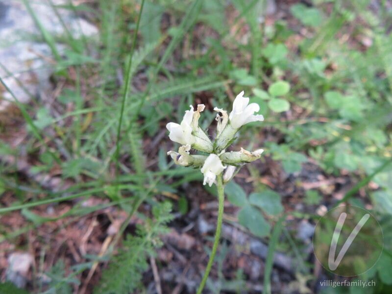 Tiroler Alpen-Spitzkiel: Blüten
