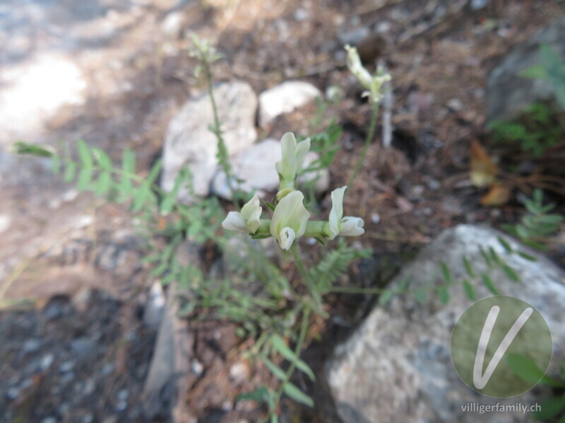 Tiroler Alpen-Spitzkiel: Blüten
