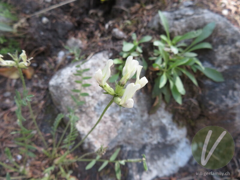 Tiroler Alpen-Spitzkiel: Blüten