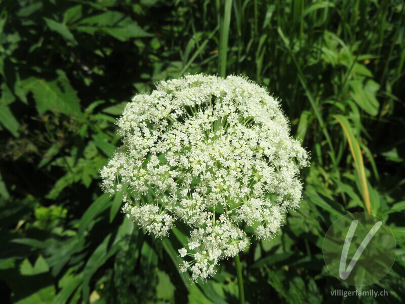 Meisterwurz: Blüten