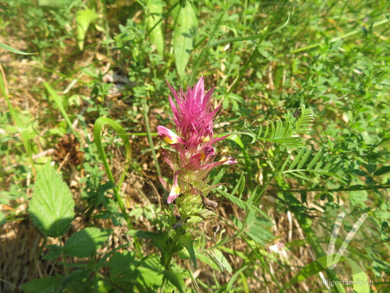 Acker-Wachtelweizen: Blüten