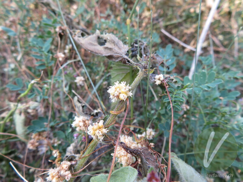 Nessel-Seide: Blüten