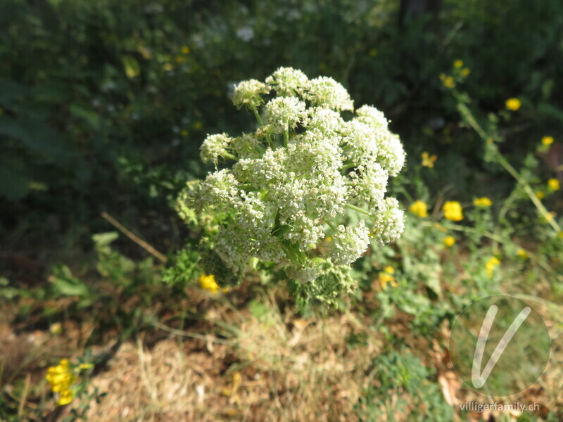 Hirschheil: Blüten