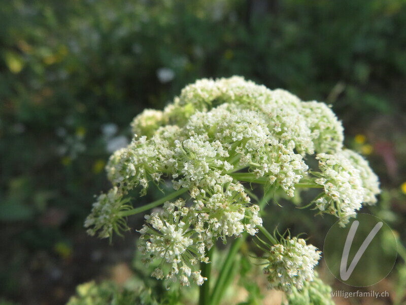 Hirschheil: Blüten