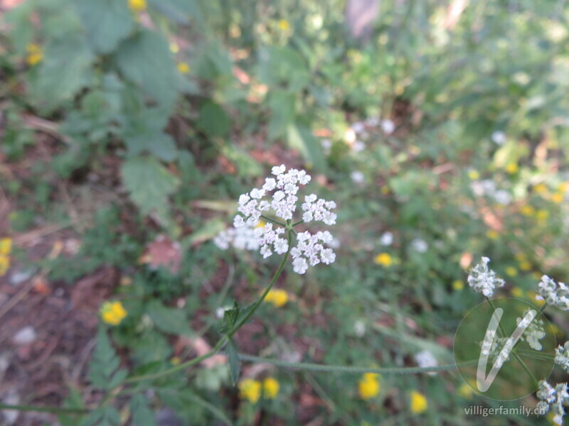 Wald-Borstendolde: Blüten