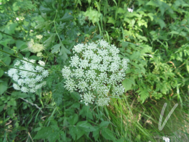 Hirschheil: Blüten