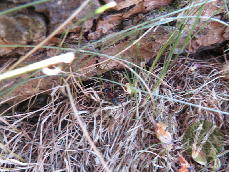 Braunschwarze Rossameise: 