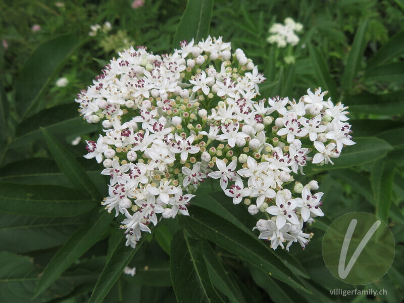 Zwerg-Holunder: Blüten