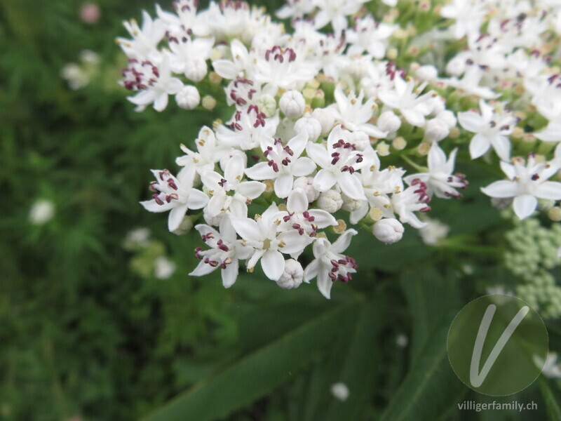 Zwerg-Holunder: Blüten