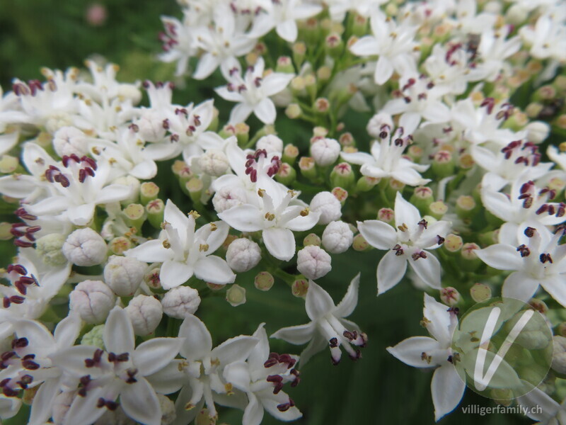 Zwerg-Holunder: Blüten
