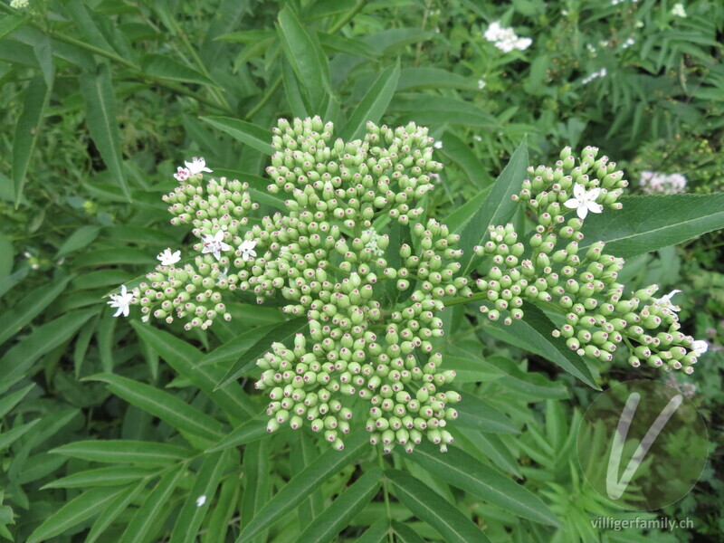 Zwerg-Holunder: Blüten