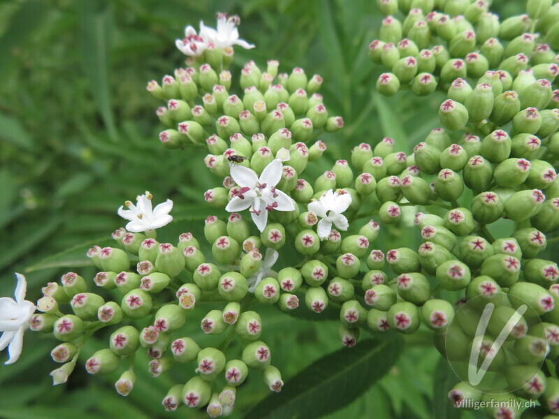 Zwerg-Holunder: Blüten