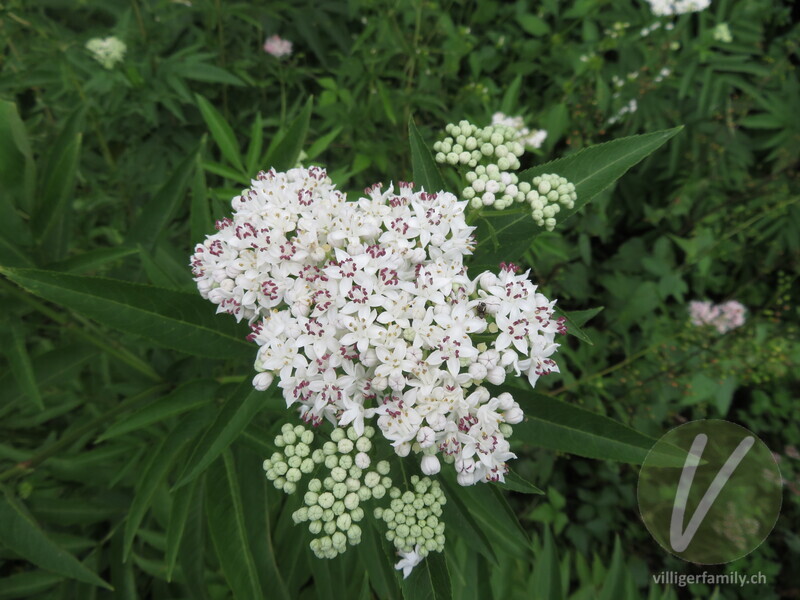 Zwerg-Holunder: Blüten