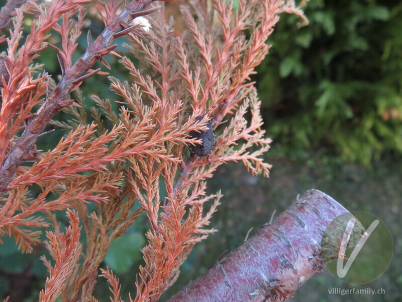 Graue Gartenwanze: 