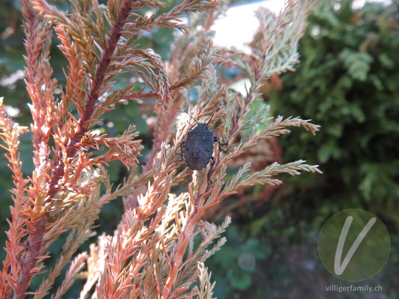 Graue Gartenwanze: 