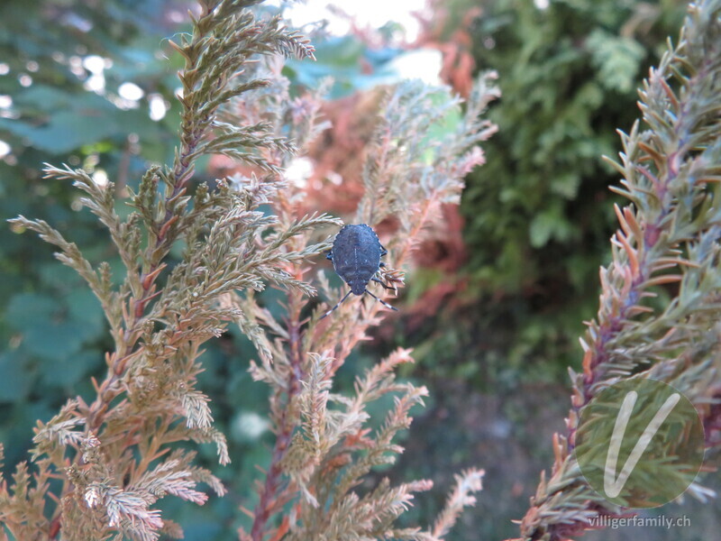 Graue Gartenwanze: 