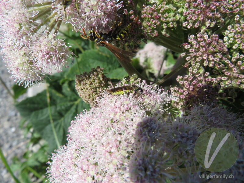 Blattwespe (Tenthredo notha): 