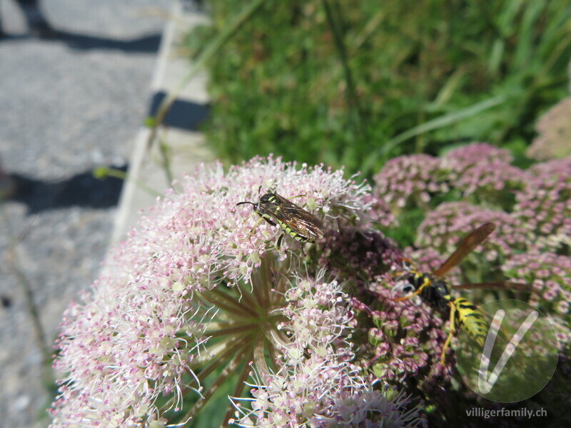 Blattwespe (Tenthredo notha): 