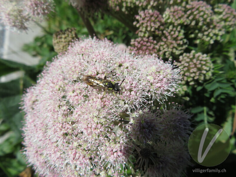 Blattwespe (Tenthredo notha): 