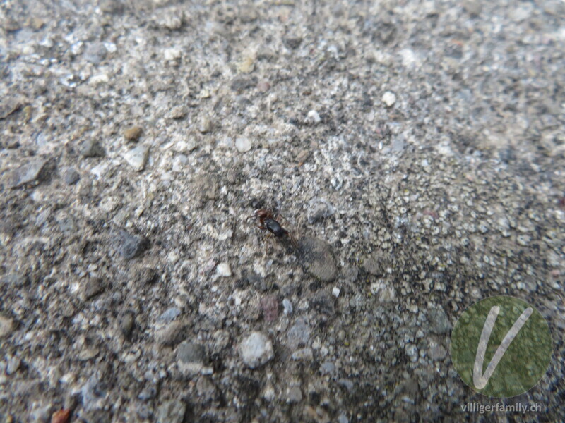Springspinne (Leptorchestes berolinensis): 
