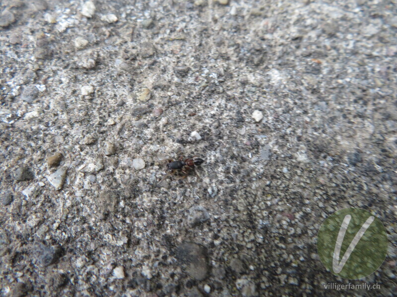 Springspinne (Leptorchestes berolinensis): 