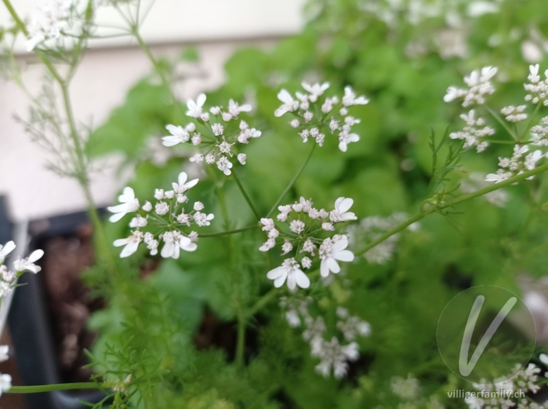 Petersilie: Blüten