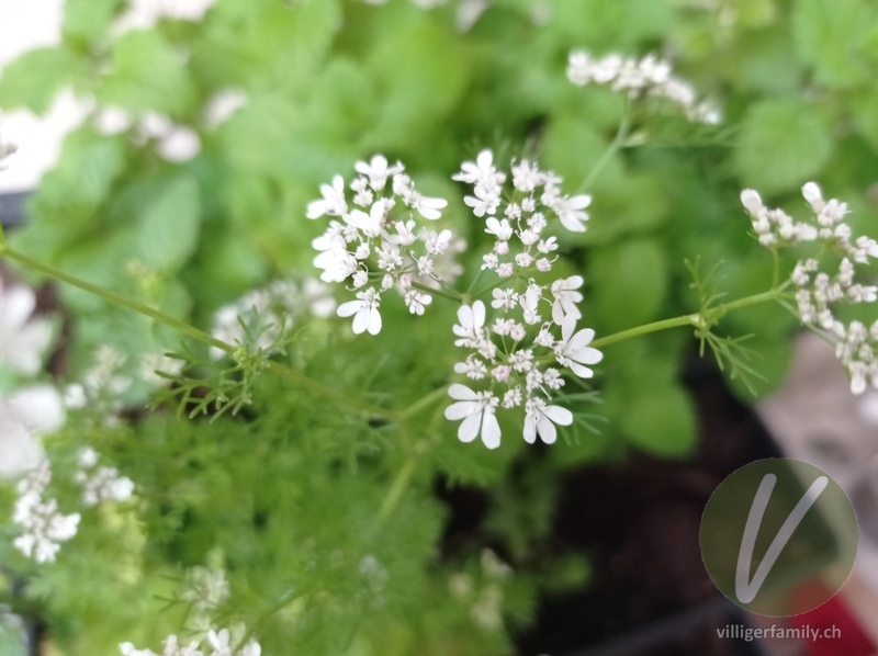 Petersilie: Blüten