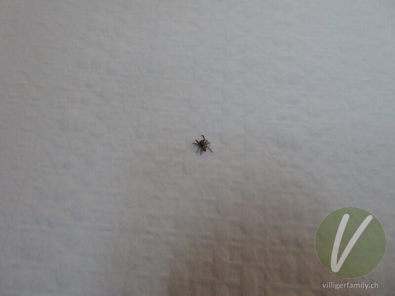 Wollige Mauer-Springspinne: 