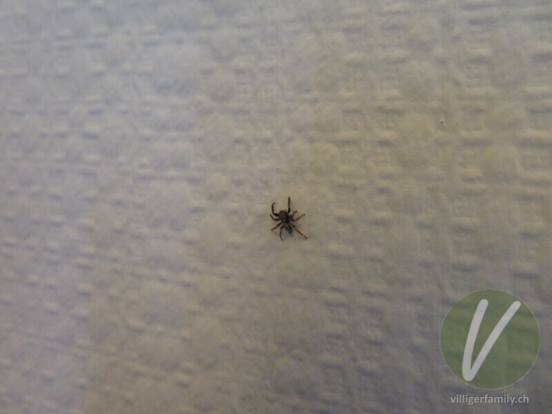 Wollige Mauer-Springspinne: 