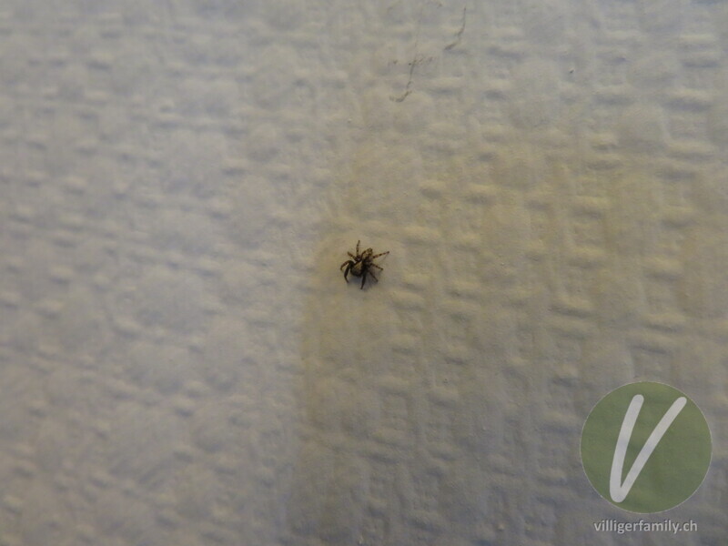 Wollige Mauer-Springspinne: 