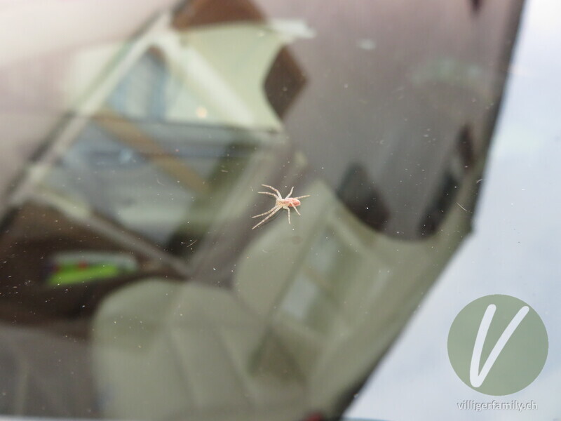 Gelbroter Flachstrecker: 