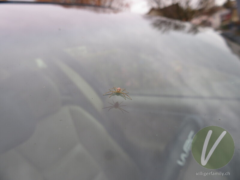 Gelbroter Flachstrecker: 