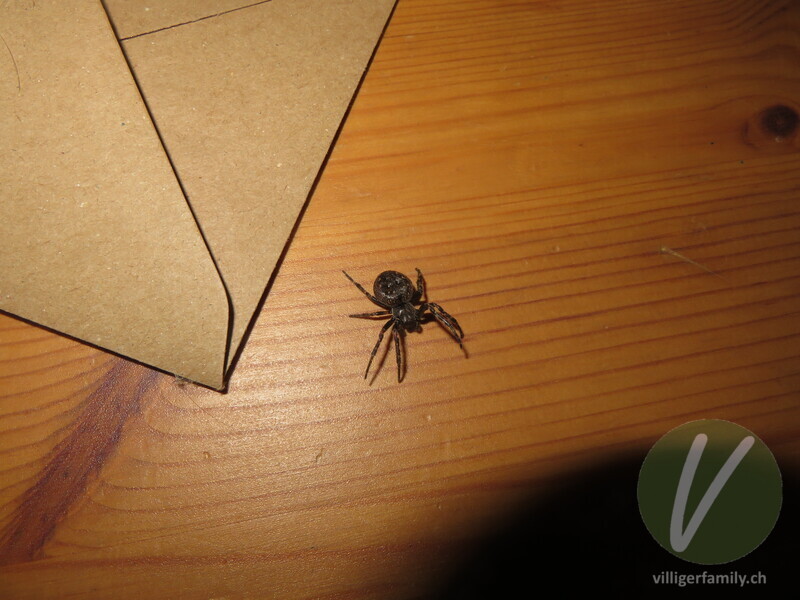 Spaltenkreuzspinne: 