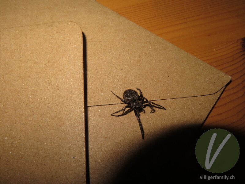 Spaltenkreuzspinne: 