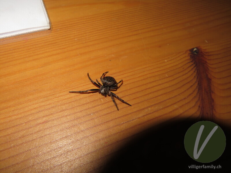 Spaltenkreuzspinne: 