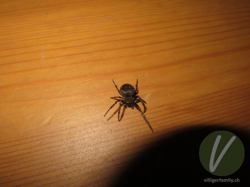 Spaltenkreuzspinne: 