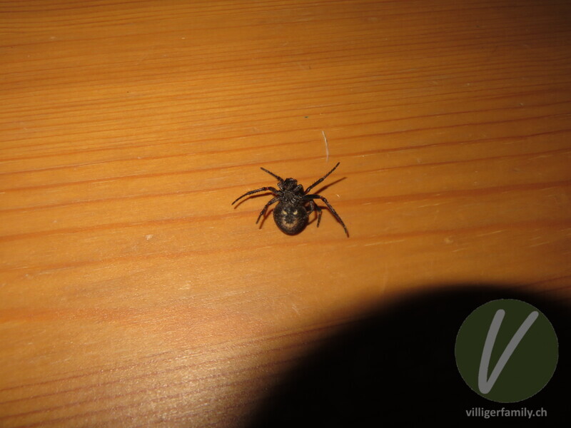 Spaltenkreuzspinne: 