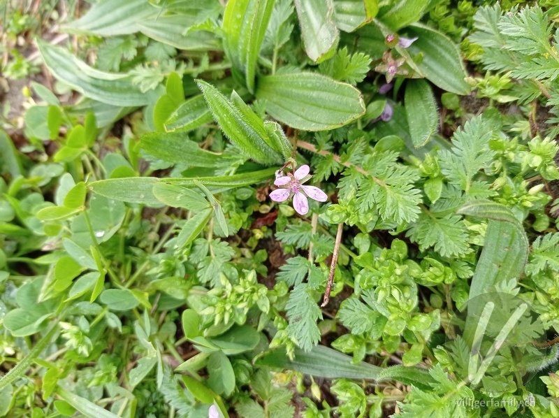 Gemeiner Reiherschnabel: Blüten