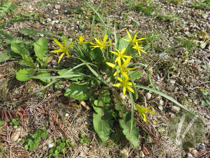 Wiesen-Gelbstern: Gesamtbild, Blüten