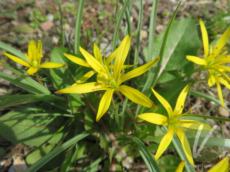 Wiesen-Gelbstern: Blüten